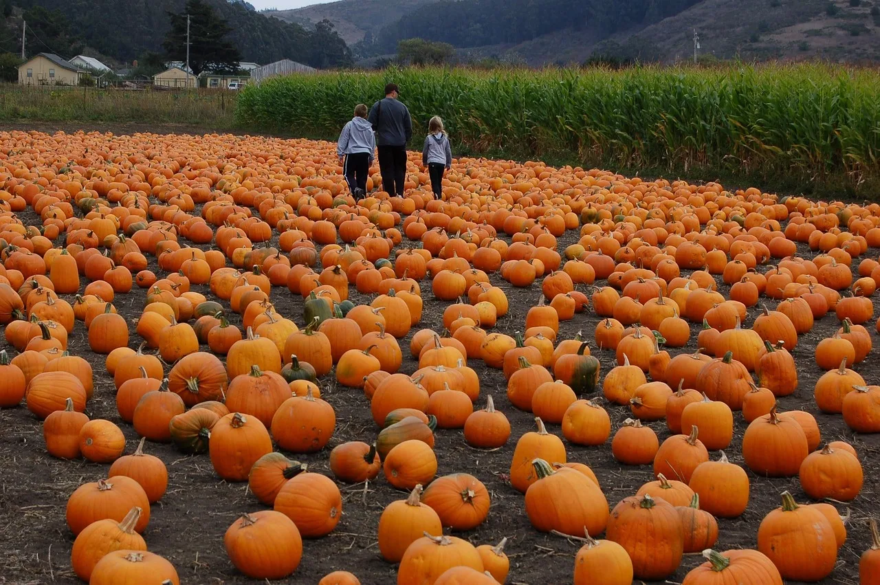 Family walking through a pumpkin patch beside a cornfield in autumn, a fall outing idea for Halloween weekend in the GTA
